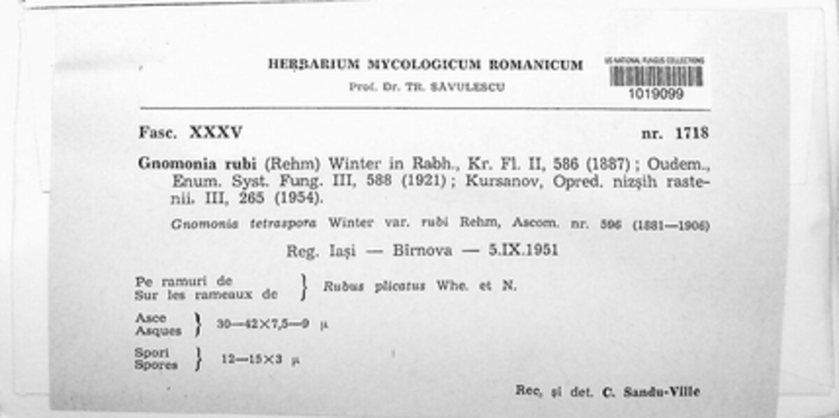 Breviappendix rubi image
